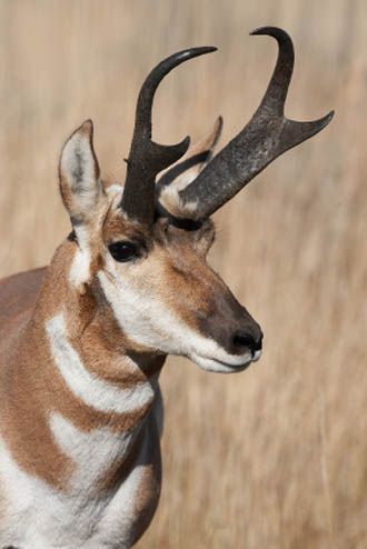 Arizona Pronghorn Antelope  -- We have pronghorns here in Nebraska, too. They look as if they belong in Africa. Glad I'll still be able to see them in Arizona Antelope Hunting, Pronghorn Antelope, American Desert, North American Animals, Game Hunting, North American Wildlife, Trophy Hunting, Decoupage Ideas, American Animals