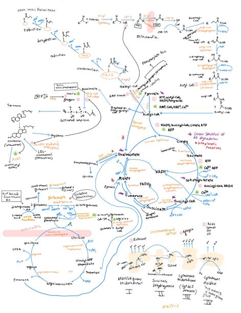 Biochemistry Aesthetic Notes, Med Notes Aesthetic, Biochem Aesthetic, Premed Notes, Notes Aesthetic Goodnotes, Metabolism Notes, Metabolism Biochemistry, Pre Med Aesthetic, Biochemistry Aesthetic