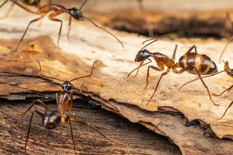 How to Get Rid of Carpenter Ants: 8 Treatments for Ants - 2024 - MasterClass Get Rid Of Carpenter Ants, Kill Carpenter Ants, Ant Trail, Wood Ants, Carpenter Ants, Queen Ant, Ant Problem, Ant Infestation, Ant Colony