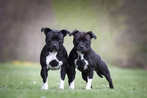 Stafford Bull Terrier, Staff Bull Terrier, English Staffordshire Bull Terrier, Staffy Dog, Bully Breeds Dogs, Akc Breeds, Staffordshire Bull Terrier, Bully Breeds, American Pitbull Terrier