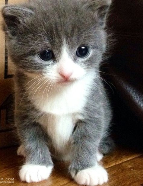 Sad face Cute Cat Photos, Grey Kitten, White Kitten, Cat Photos, Kitten Pictures, Kittens And Puppies, Baby Kittens, Fluffy Cat, Christian Grey