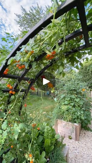 67K views · 409 reactions | Comment RULES to get the Gardenary Planting Method Guide for FREE 🙌🏼

I started growing tomatoes like this way back in 2016 with my first clients. 

Once I realized the nature of vining tomatoes, I realized how magical it is to grow them on an arch-they literally never stop growing and by mid summer you’re standing under a canopy of tomatoes 🍅🍅🍅

This week I’m excited to share the Gardenary Planting Method Guide which explains the way I plant all the things-not just tomatoes-so you can make the most of every square inch in the garden. 

You can get it for free today-just comment RULES and I’ll send it to you. 

Sooo who’s growing tomatoes on an arch trellis with me this season!? 

And also-if you want to shop our arches just comment TRELLIS and I’ll send yo Trellis Gardening, Never Stop Growing, Tomato Trellis, Garden Arch Trellis, Tomato Vine, Arch Trellis, Grow Tomatoes, Garden Calendar, Tomato Cages