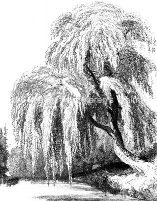 Weeping Willow Tree Photography, Weeping Willow Tree Drawing, Weeping Willow Drawing, Willow Tree Sketch, Swamp Drawing, Willow Drawing, Willow Tree Drawing, Drawings Of Trees, Willow Tree Art