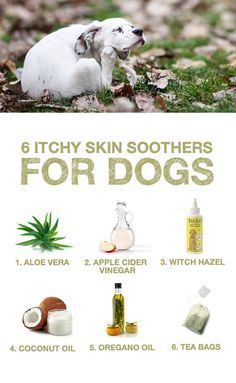 Does your pup struggle with itchy skin? Here are 6 natural skin soothers from The Honest Kitchen! Australian Shepherd Red Tri, Pet Remedies, Itchy Dog, Dog Remedies, Anatolian Shepherd, Dog Itching, Dog Health Tips, Dog Skin, Dog Info