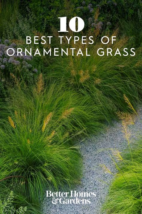 Ornamental Grass Border Ideas, Landscape Design Deer Resistant, Deer Grass Plant, Prairie Dropseed Garden, Perennial Grasses Zone 5, Deer Grass Landscaping, Deer Resistant Ornamental Grasses, Native Grasses Landscaping, Ornamental Grasses Full Sun