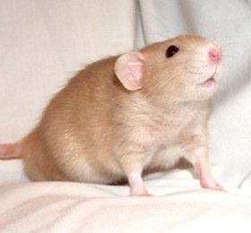 FawnS Pet Rat, Fancy Rat, Cute Rats, Types Of Coats, Pet Rats, Creative Stuff, Rodents, Rats, Eye Color