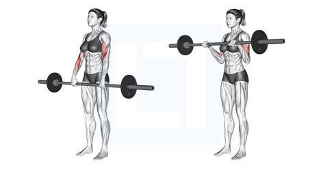 Forearm Workouts, Reverse Curls, Concentration Curls, Biceps Brachii, Forearm Workout, Dumbbell Curls, Bicep Muscle, Preacher Curls, Barbell Workout