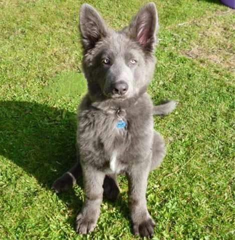 Gray german shepherd Blue German Shepherd, Dog German, Shepherd Dogs, Airedale Terrier, German Shepherd Dog, Blue Heeler, Shepherd Puppies, Cane Corso, German Shepherd Puppies