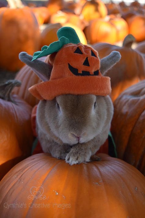 Bunny Pumpkin Carving, Pumpkin Bunny, Bunny Pumpkin, Halloween Rabbit, Bunny Bun, Rabbit Halloween, Cutest Bunny Ever, Best Pumpkin Patches, Bunny Room