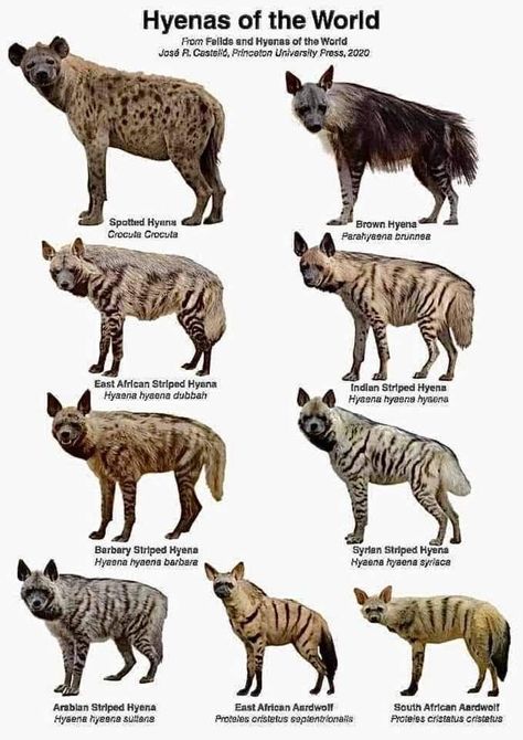 Types Of Praying Mantis, Cute Hyena, Animal Infographic, Animal Tracks, Majestic Animals, Animal Species, Laugh Out Loud, Animal Facts, Prehistoric Animals