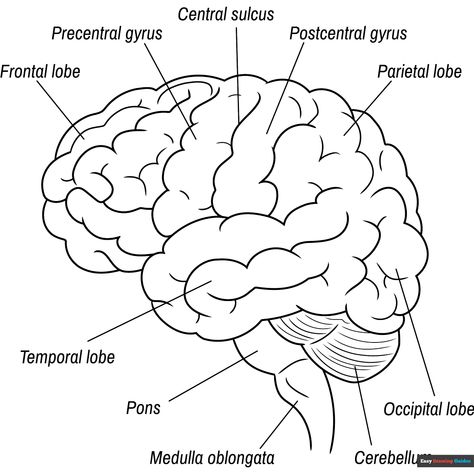 Brain Diagram Coloring Page - Free & Printable Coloring Sheet Human Eye Diagram, Science 2nd Grade, Science Coloring Pages, Brain Diagram, Anatomy Coloring, Brain Drawing, Cat Coloring Pages, Free Printable Coloring Sheets, Easy Drawing Guides