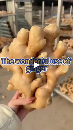 1.7M views · 63K reactions | The wonderful use of ginger in gardening #garden #planting #gardening #farming #gardeningtips #pesticides #ginger #veggiegarden | Agriculture 2.1 | Agriculture 2.1 · Original audio Backyard Crafts, Ginger Shots, Plant Fertilizer, Hanging Plants Outdoor, Cleaning Diy, Natural Repellent, Garden Remedies, Planting Tips, Ginger Shot