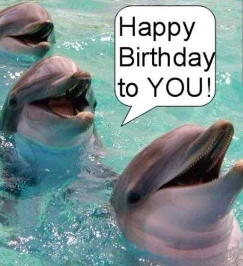 Happy birthday dolphins. Dolphin Photos, Baby Dolphins, Bottlenose Dolphin, Gloomy Day, Sea World, Happy Birthday To You, Ocean Life, Sea Animals, Marine Life