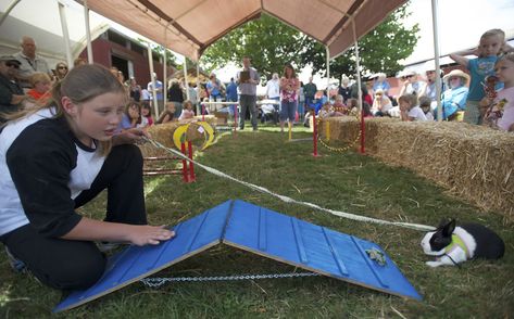 Rabbit Obstacle Course, Dutch Rabbit, Rabbit Hutches, Obstacle Course, Service Animal, Wood Work, A Frame, Fun Projects, Rabbits