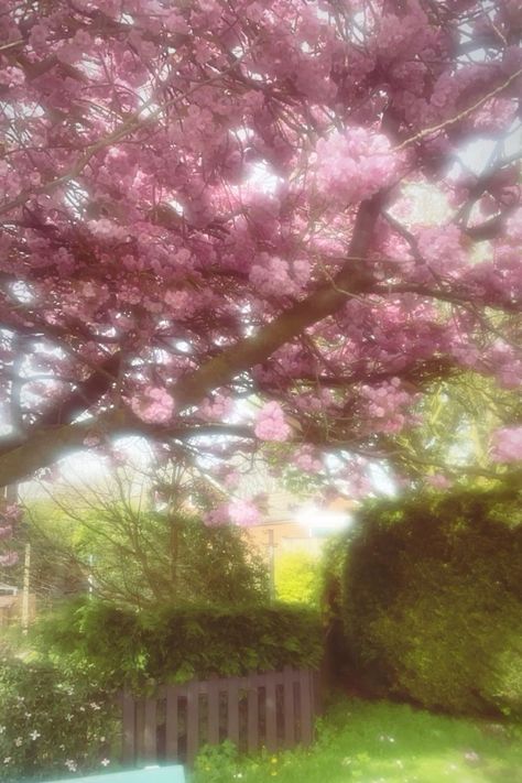 British Picnic, Pink Blossom Tree, Pink Tree, Big Garden, Pink Trees, Blossom Tree, Big Tree, Cherry Blossom Tree, Pink Blossom