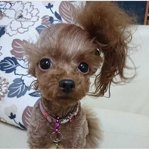 Cute dog with side ponytail Mini Pinscher, Dog Haircuts, Samoyed Dogs, Dog Bath, Dog Hair, Dog Grooming, Dog Pictures, Yorkie, Dog Toys