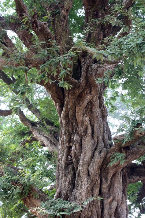 Old soul, Purulia, India. Old Tree Photography, Tree Trunk Reference, Wise Tree, Weird Trees, Tree Spirit, Forest Path, Old Tree, Old Trees, Ancient Tree