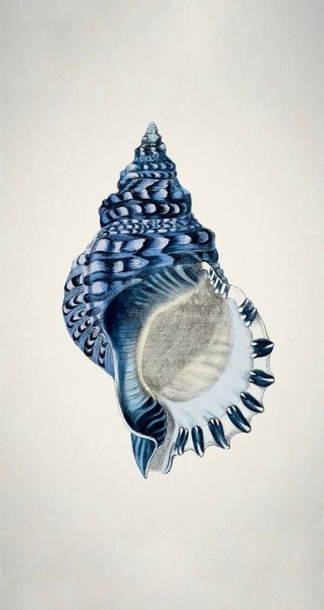 Coastal Wallpaper, Sea Shell, To Share, Blue And White, Iphone, Blue