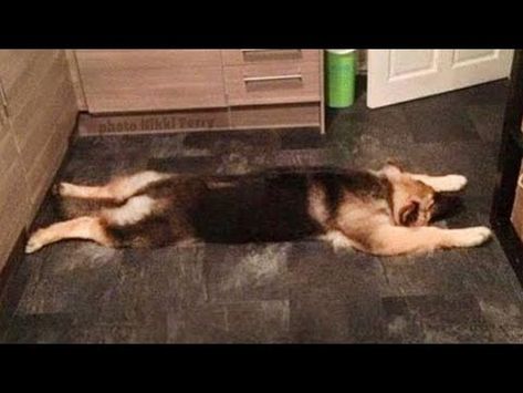 Funniest German Shepherd Videos Are Sure To Brighten Your Mood - YouTube German Shepherd Videos, Funny German Shepherd, German Shepherd Funny, German Shepards, Dog Videos, Personality Traits, Dog Gifs, German Shepherd, Dogs