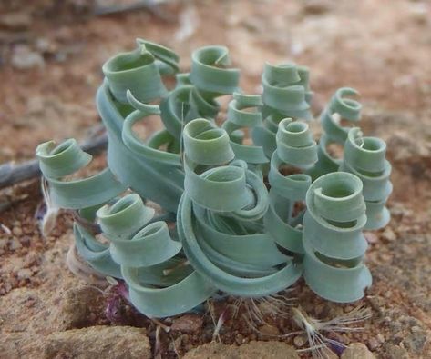 Albuca Concordiana Rare Succulents Seeds 109 | Etsy Australia Succulent Seeds, Perennial Herbs, Winter Plants, Rare Succulents, Succulent Arrangements, Fragrant Flowers, Cacti And Succulents, Planting Seeds, Mulch