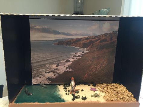 Sea otter diorama Otter Habitat Diorama, Otter Habitat Project, Sea Otter Habitat Project, Otter Diorama, Alyssa Animal, Otter Habitat, School Diorama, Otter Facts, Habitat Project