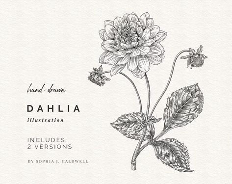 Dahlia Botanical Illustration, Dahlia Flower Drawing, Dahlia Flower Tattoo, Dahlia Drawing, Dahlia Illustration, Dahlia Flower Tattoos, Drawings Printable, Dahlia Tattoo, Flower Border Clipart