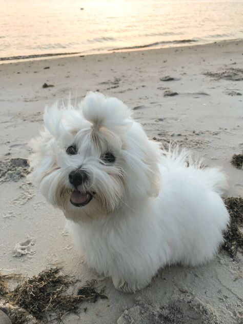 Coton de Tulear puppy. There is nothing better then seeing your Coton run on the beach. Scandinavian Suprise AKA Danica. 6 months. Rehoboth Beach, Delaware. Cotton De Tulear, Coton De Tulear Puppy, Coton De Tulear Dogs, Rehoboth Beach Delaware, Healthcare Plan, Coton De Tulear, Running On The Beach, Rehoboth Beach, Pets 3