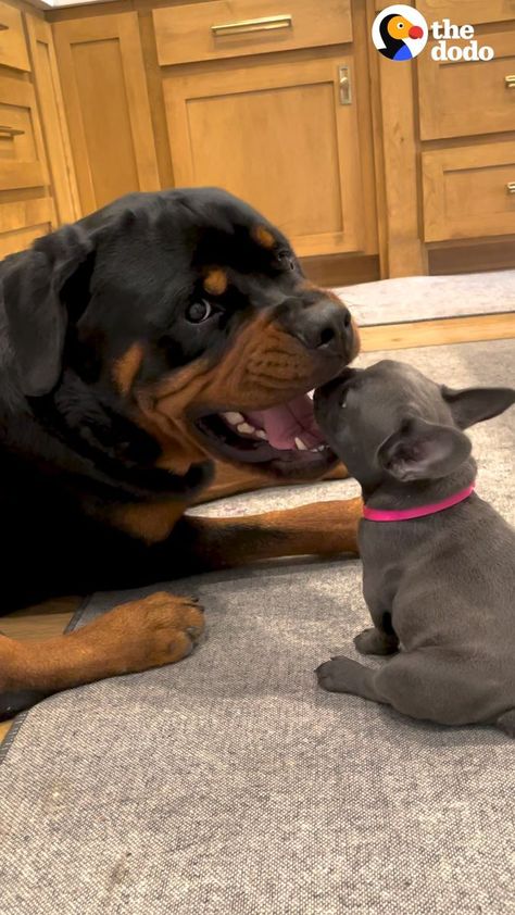 Rotwiller Dog Puppies, German Shepherd Rottweiler Mix, Baby Rottweiler, German Rottweiler Puppies, Guard Dog Training, Rottweiler Pictures, Puppy Rottweiler, German Rottweiler, Rottweiler Funny