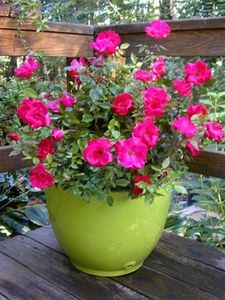 Will Knock Out Roses Grow in Arizona? thumbnail Container Roses, Landscaping With Roses, Knockout Roses, Rose Garden Design, Best Roses, Container Garden Design, Growing Roses, Garden Containers, Sustainable Garden