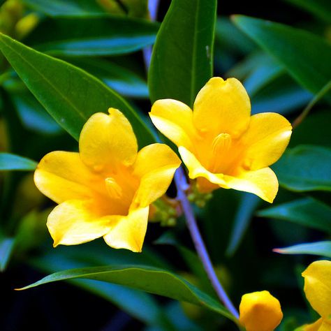 South Carolina State Flower | Yellow Jessamine (Gelsemium sempervirens). State Symbols USA South Carolina State Flower, Gelsemium Sempervirens, Yellow Jessamine, Carolina Jasmine, Yellow Jasmine, South Carolina Art, Flower Symbol, Flower Image, Flower Sleeve