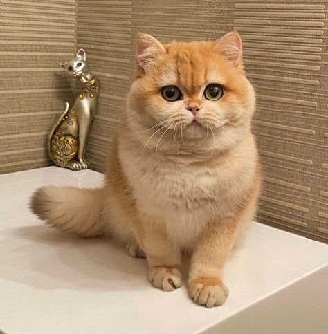 British Shorthair Cats Golden, British Cat, Orange And White Cat, Picture Board, Dream's Cat, Cat Oc, Short Hair Cats, British Shorthair Cats, Animal Cat