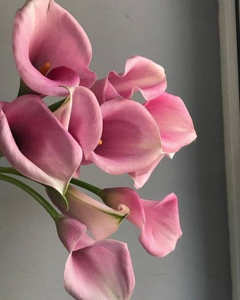 Pink Calla Lilies, Boquette Flowers, Nothing But Flowers, Flower Therapy, Beautiful Bouquet Of Flowers, Pretty Plants, Beautiful Bouquet, Flowers Nature, Calla Lily