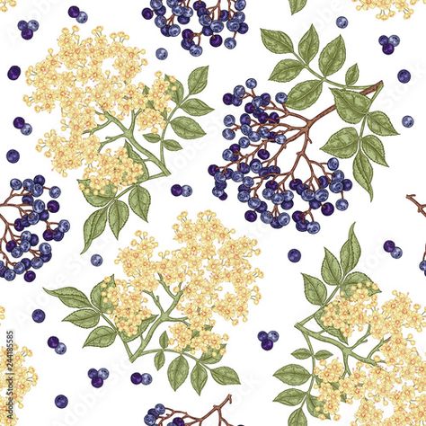 Stock Image: Elderberry and elderflower seamless pattern. Hand drawn sambucus flowers, leaves and berries. Vector illustration vintage. Elderberry Flower, Elderberry Plant, Plant Sketches, Fruit Illustration, Plant Drawing, Illustration Vintage, Elements Of Design, Phone Wallpaper Images, Flowers Leaves