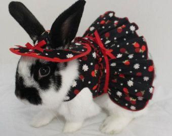 Hi, my name is CUTE! #rabbit #rabbits #cuteanimals #bunny #bunnies #pet #pets #october #Halloween #costume Clothes For Bunnies, Pet Rabbit Clothes, Bunny Clothes, Bunny Ideas, Make Outfits, Pet Bunny Rabbits, Rabbit Clothes, Bunny Care, Funny Rabbit