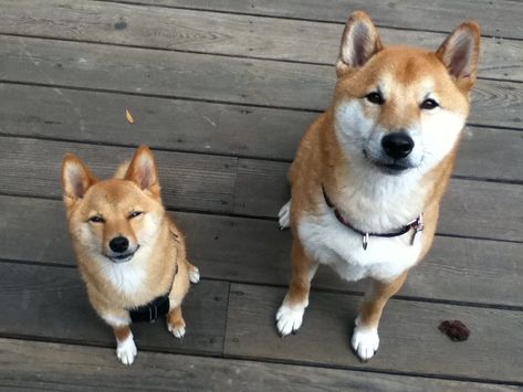 mame shiba inu size comparison Mame Shiba, Japanese Dog Breeds, Welsh Corgi Pembroke, Corgi Facts, Pembroke Welsh Corgi Puppies, Welsh Corgi Puppies, Japanese Dogs, Shiba Inu Puppy, Shiba Inu Dog