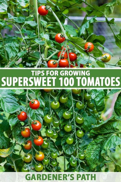 Garden Cherry Tomatoes, Growing Cherry Tomatoes Raised Beds, Super Sweet 100 Tomato, Sweet 100 Cherry Tomatoes, How To Plant Cherry Tomatoes, How To Grow Cherry Tomatoes, Cherry Tomato Plants Growing Tips, Planting Cherry Tomatoes, Flowers Arrangements Simple