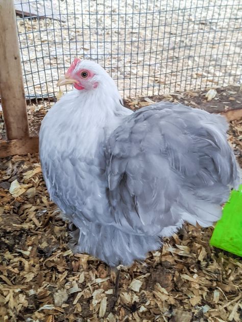 Bantam Cochin Chickens, Coop And Run Ideas, Cute Chicken Drawing Kawaii, Chicken Coop And Run Ideas, Chicken Drawing Cute, Chicken Coop Decorations, Cute Chicken Names, Cute Chicken Drawing, Lavender Orpington