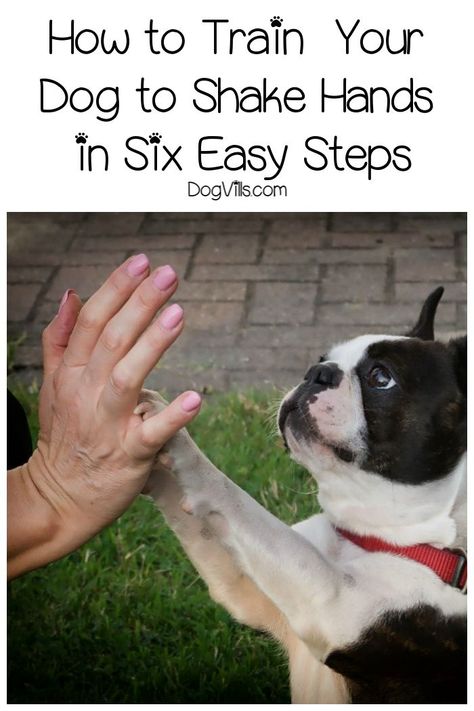 Train A Dog, Dog Minding, Easiest Dogs To Train, Golden Rules, Pack Leader, Puppy Training Tips, Train Your Dog, Dog Hacks, Training Your Puppy