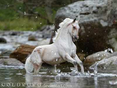 And Dream of Spots Breyer Photography, Diy Horse Barn, Schleich Horses, Bryer Horses, Storm Chaser, Breyer Horse, Barrel Racing Horses, Horse Inspiration, Horse Boarding