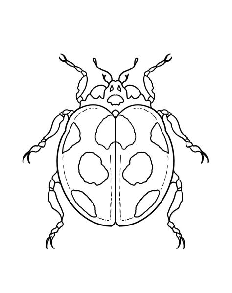 Bug Tattoo Outline, Bug Tattoo Stencil, Ladybug Tattoo Stencil, Bug Outlines, Ladybug Stencil, Ladybug Outline, Ladybug Tattoo, Insect Photos, Lady Bug Tattoo