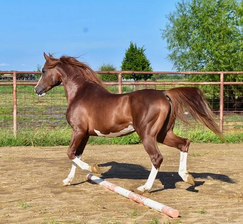 Tamar La Grange Arabian Farm Work, Arabian Stallions, Morgan Horse, Beautiful Arabian Horses, Animal Education, Most Beautiful Horses, Beautiful Horse, Horse Saddles, Arabian Horse