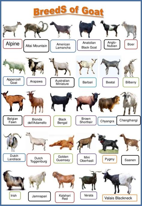 These are the common breeds of goat (both local and exotic breeds) Types Of Goats, Goat Playground, Goat Pen, Goat Shelter, Goat House, Raising Farm Animals, Goat Care, Goat Barn, Raising Goats