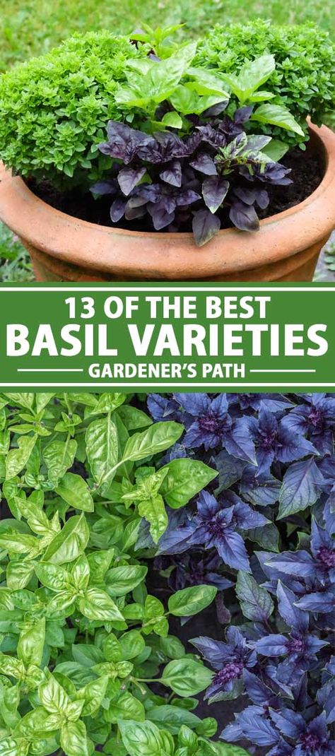 Propagate Basil, Basil Garden, Large Leaf Plants, Types Of Basil, Herbs Growing, Easy Herbs To Grow, Gardening Herbs, Edging Plants, Spice Garden