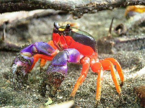 Halloween Crab in Costa Rica Halloween Crab, Pink Dolphin, Akhal Teke, Unusual Animals, Colorful Animals, Ocean Creatures, Ocean Life, Bored Panda, Marine Life