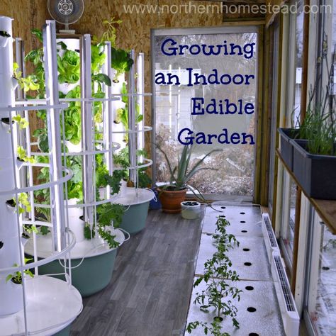 In this video I take you on a tour to inspire you to be growing an indoor edible garden in the kitchen and food production garage. Hope you enjoy it. Indoor Edible Garden, Garden In The Kitchen, Homestead Projects, Garden Video, Growing Food Indoors, Fairytale Garden, Edible Gardening, Urban Homestead, Aquaponics Diy