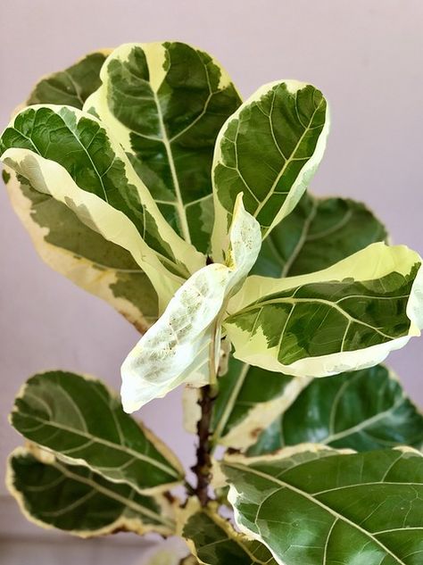 Kenny Song, Identifying Plants, Variegated Ficus, Plant Library, Plant Friends, Ficus Lyrata, Variegated Plants, Plant Identification, Plant Aesthetic