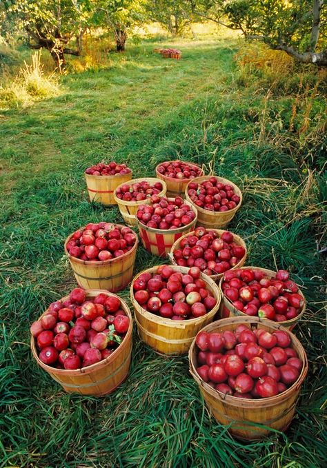 There are plenty of apple orchards near by to go apple picking. Fill up your baskets with Minnesota's own Honeycrisps at Ecker's Apple Farm in Trempealeau, WI, Ferguson's Orchard in Lake City or Southwind Orchards in Dakota. Apple Harvest, Down On The Farm, Apple Orchard, Harvest Time, Apple Picking, Autumn Beauty, Fall Favorites, The Grass, Fall Harvest