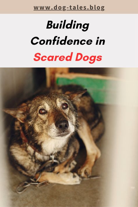 Is your rescue dog scared and unsure? 🐕 Learn how to build confidence in dogs with our expert advice and dog behavior training tips. 🐾 Save this pin to help your dog adapt and thrive in their new home! 💖 Training Rescue Dogs, Rescue Dog Training Tips, Dog Scared, Scared Dog, Learn To Trust Again, Dog Emotions, How To Build Confidence, Scary Sounds, Living With Dogs