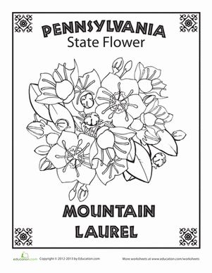 First Grade Nature Places Worksheets: Pennsylvania State Flower Flower Worksheet, Laurel Flower, State Project, Penn State Logo, State Flowers, Pennsylvania History, Pineapple Lemonade, Pencils Art, Coloring Worksheets