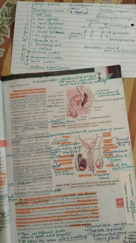 Bio Student Aesthetic, Human Reproduction, Bio Notes, Biochemistry Notes, Neet Notes, Biology Diagrams, Learn Biology, Notes Life, Everyday Math